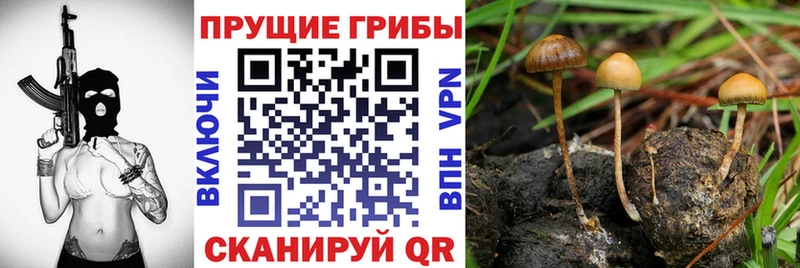 Купить где  Болхов  Псилоцибиновые грибы прущие грибы 